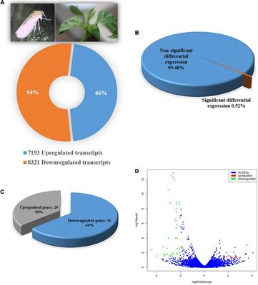 Transcriptomic Changes of Bemisia tabaci Asia II 1 Induced by Chilli Leaf Curl Virus Trigger Infection and Circulation in Its Vector